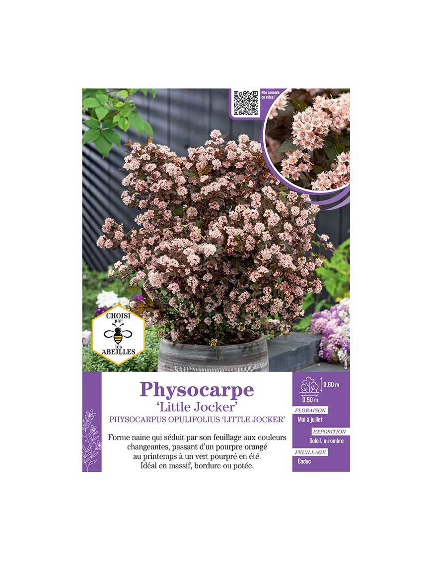 PHYSOCARPUS OPULIFOLIUS NAIN LITTLE JOCKER voir PHYSOCARPE