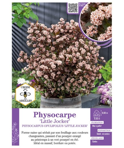 PHYSOCARPUS OPULIFOLIUS LITTLE JOCKER voir PHYSOCARPE