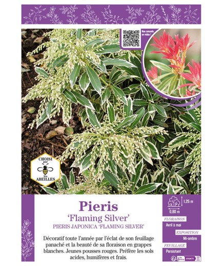 PIERIS JAPONICA FLAMING SILVER (ANDROMÈDE DU JAPON)