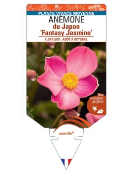 ANEMONE hupehensis Fantasy Jasmine voir Anémone du Japon