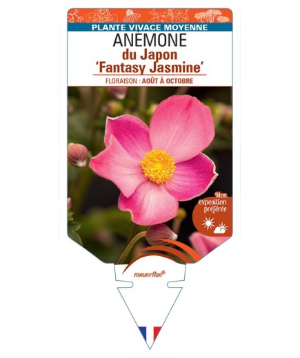 ANEMONE hupehensis Fantasy Jasmine voir Anémone du Japon