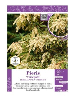 PIERIS JAPONICA VARIEGATA (ANDROMÈDE DU JAPON)