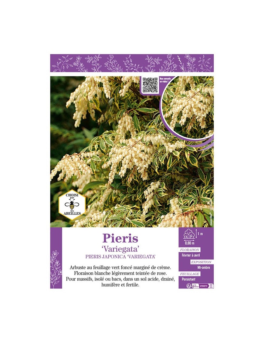 PIERIS JAPONICA VARIEGATA (ANDROMÈDE DU JAPON)