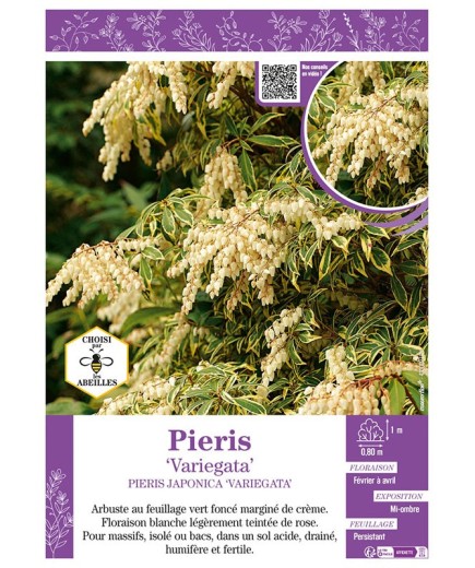 PIERIS JAPONICA VARIEGATA (ANDROMÈDE DU JAPON)