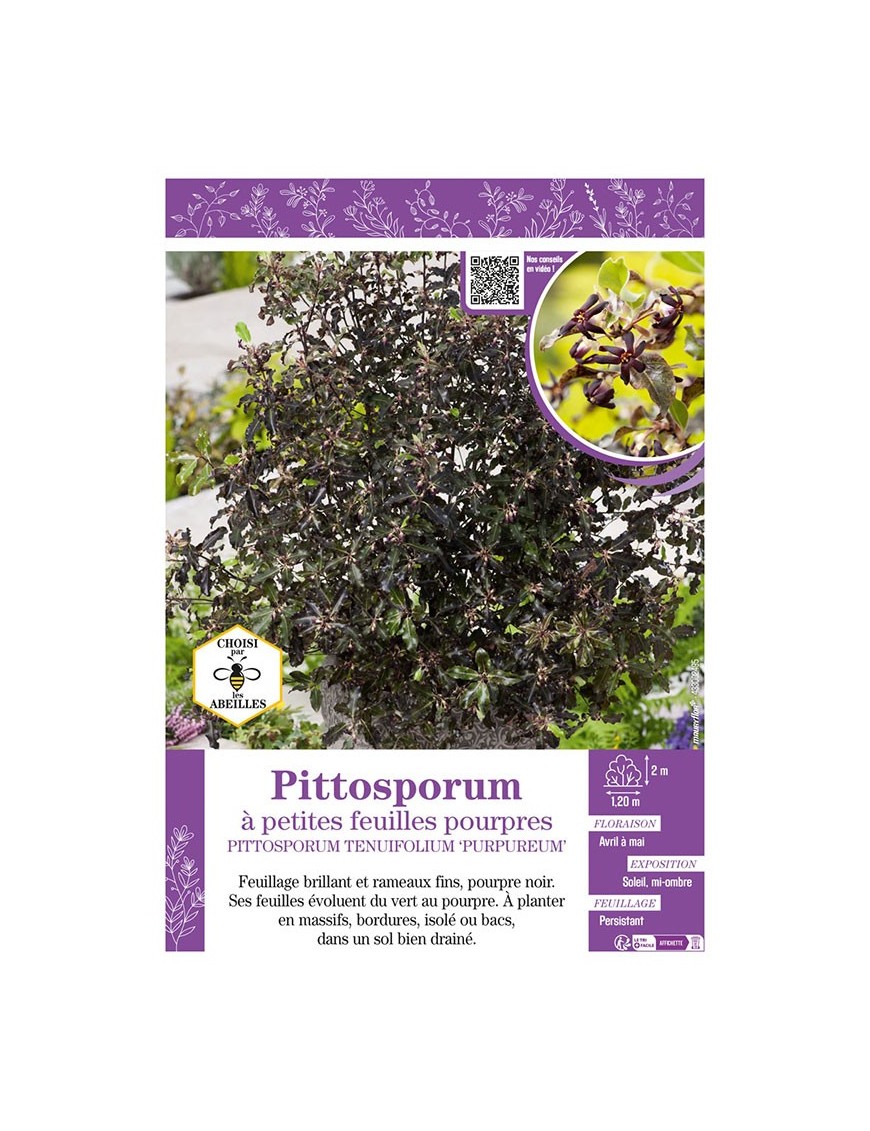 PITTOSPORUM TENUIFOLIUM PURPUREUM voir Pittosporum à petites feuilles pourpres