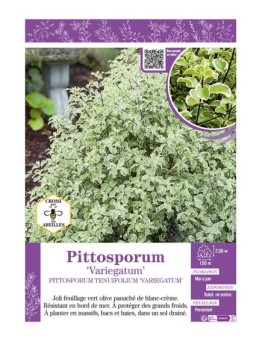 PITTOSPORUM TENUIFOLIUM VARIEGATUM