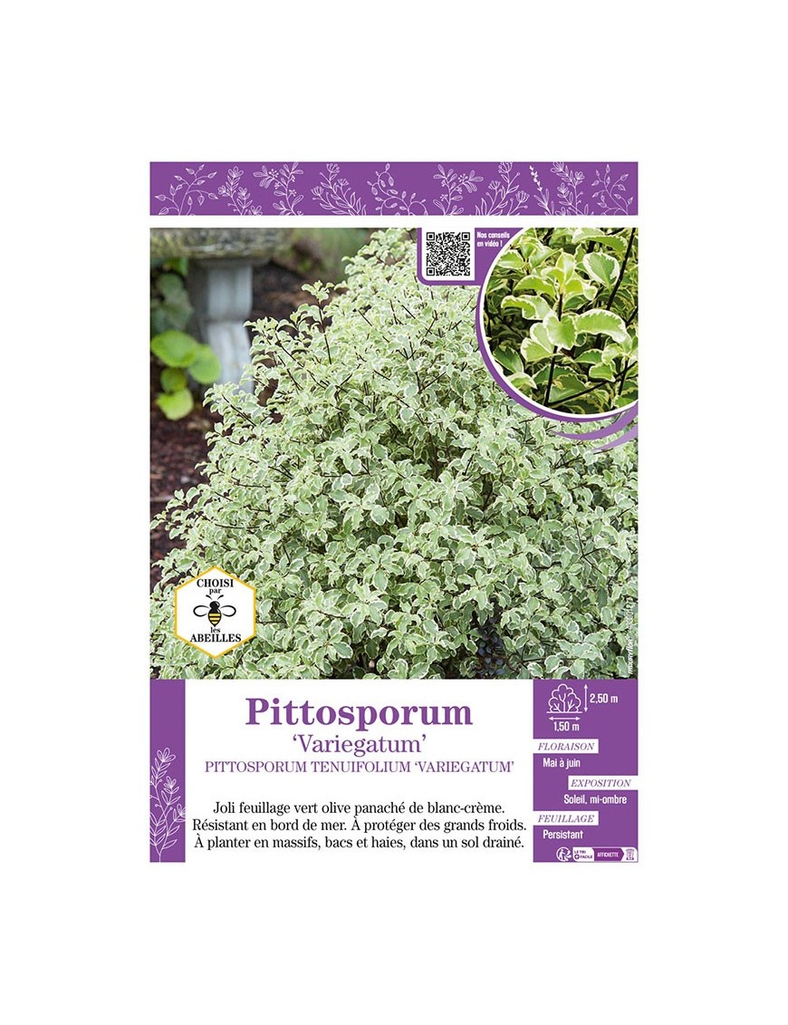 PITTOSPORUM TENUIFOLIUM VARIEGATUM