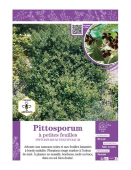 PITTOSPORUM TENUIFOLIUM voir Pittosporum à petites feuilles