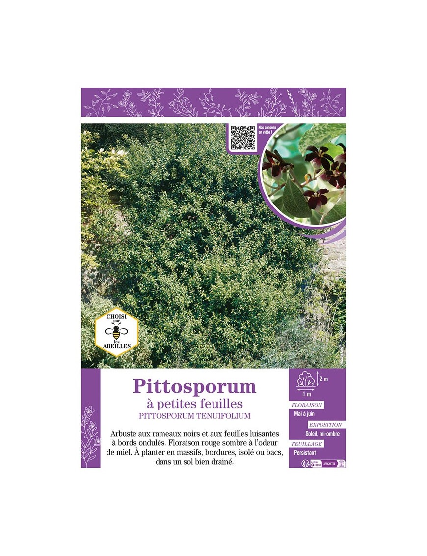 PITTOSPORUM TENUIFOLIUM voir Pittosporum à petites feuilles