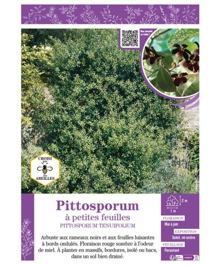 PITTOSPORUM TENUIFOLIUM voir Pittosporum à petites feuilles