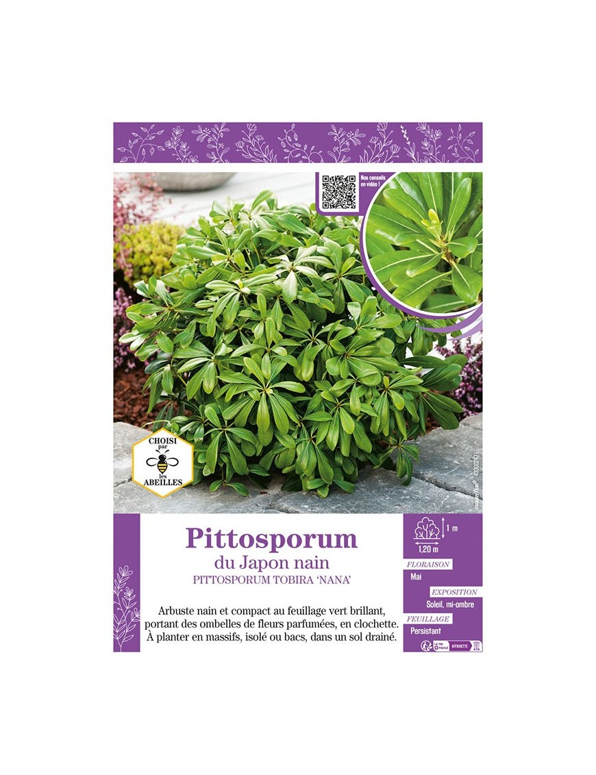 PITTOSPORUM TOBIRA NANA voir Pittosporum du Japon nain