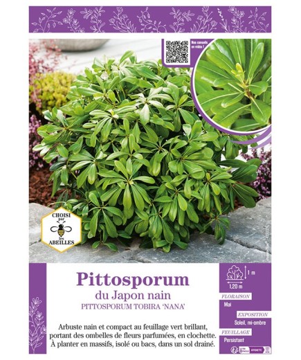 PITTOSPORUM TOBIRA NANA voir Pittosporum du Japon nain