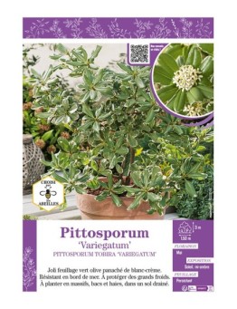 PITTOSPORUM TOBIRA VARIEGATUM