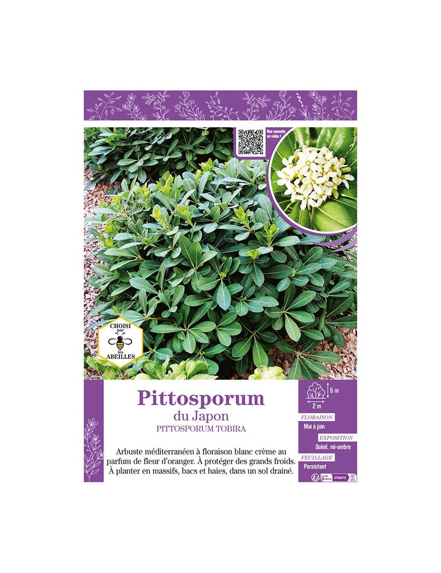 PITTOSPORUM TOBIRA voir PITTOSPORUM DU JAPON