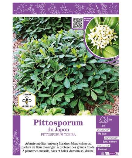 PITTOSPORUM TOBIRA voir PITTOSPORUM DU JAPON