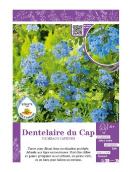 PLUMBAGO CAPENSIS voir Dentelaire du Cap
