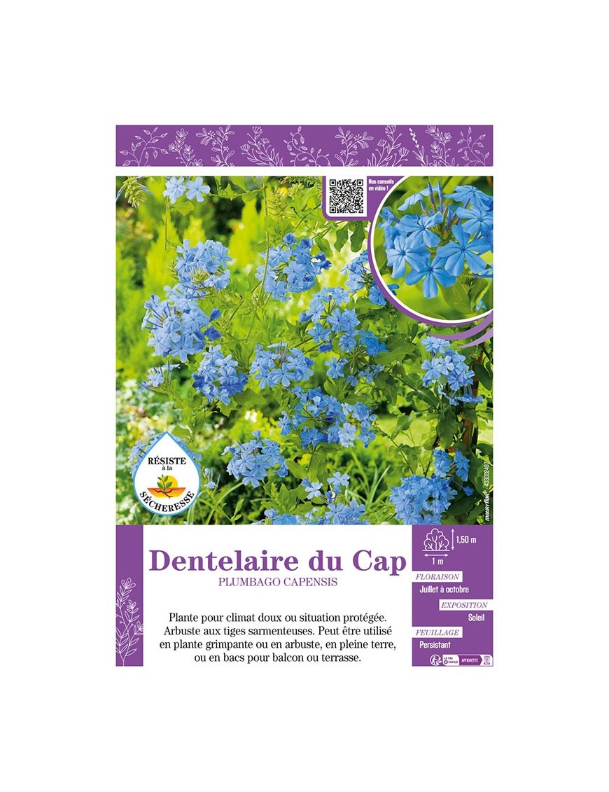 PLUMBAGO CAPENSIS voir Dentelaire du Cap