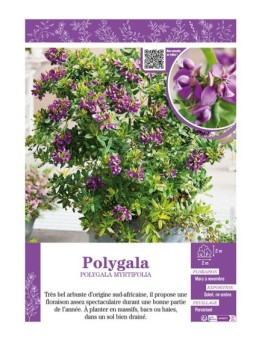 POLYGALA MYRTIFOLIA