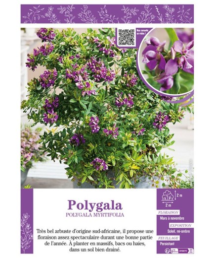 POLYGALA MYRTIFOLIA