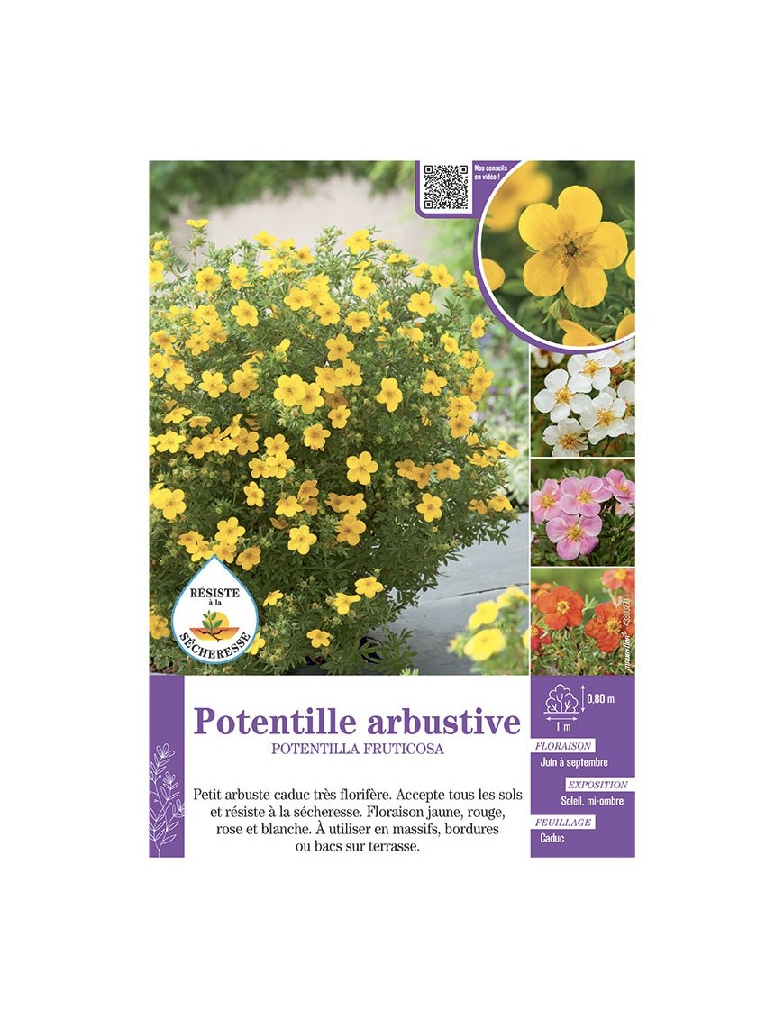 POTENTILLA FRUTICOSA voir POTENTILLE ARBUSTIVE