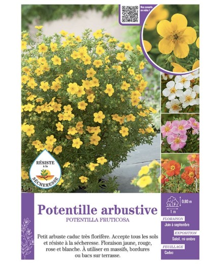 POTENTILLA FRUTICOSA voir POTENTILLE ARBUSTIVE (varié)