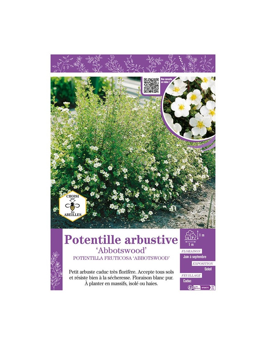 POTENTILLA FRUTICOSA ABBOTSWOOD voir Potentille arbustive