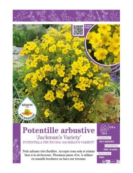 POTENTILLA FRUTICOSA JACKMAN’S VARIETY voir Potentille arbustive
