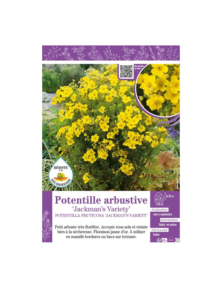 POTENTILLA FRUTICOSA JACKMAN’S VARIETY voir Potentille arbustive