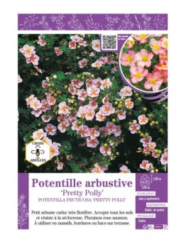 POTENTILLA FRUTICOSA PRETTY POLLY voir Potentille arbustive