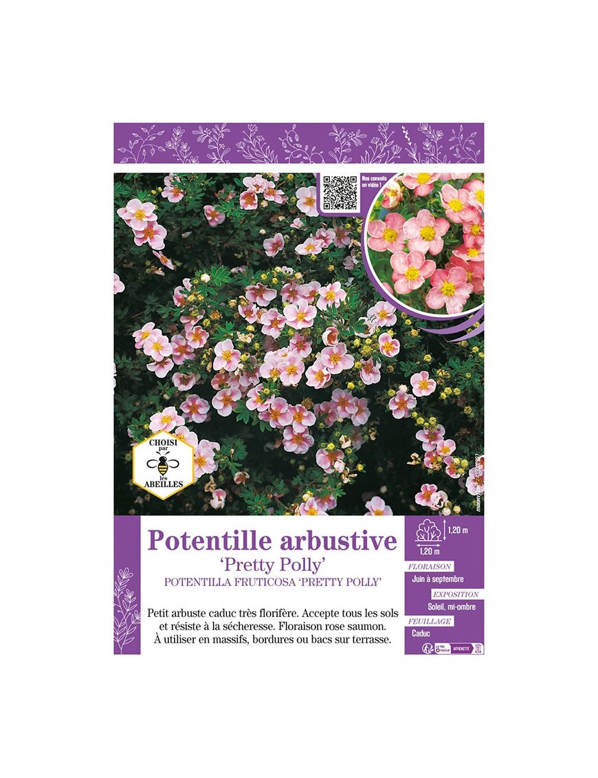 POTENTILLA FRUTICOSA PRETTY POLLY voir Potentille arbustive