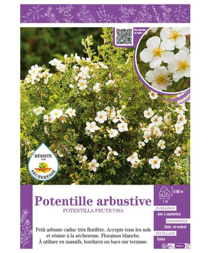 POTENTILLA FRUTICOSA voir POTENTILLE ARBUSTIVE (blanche)