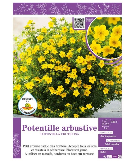 POTENTILLA FRUTICOSA voir POTENTILLE ARBUSTIVE (jaune)