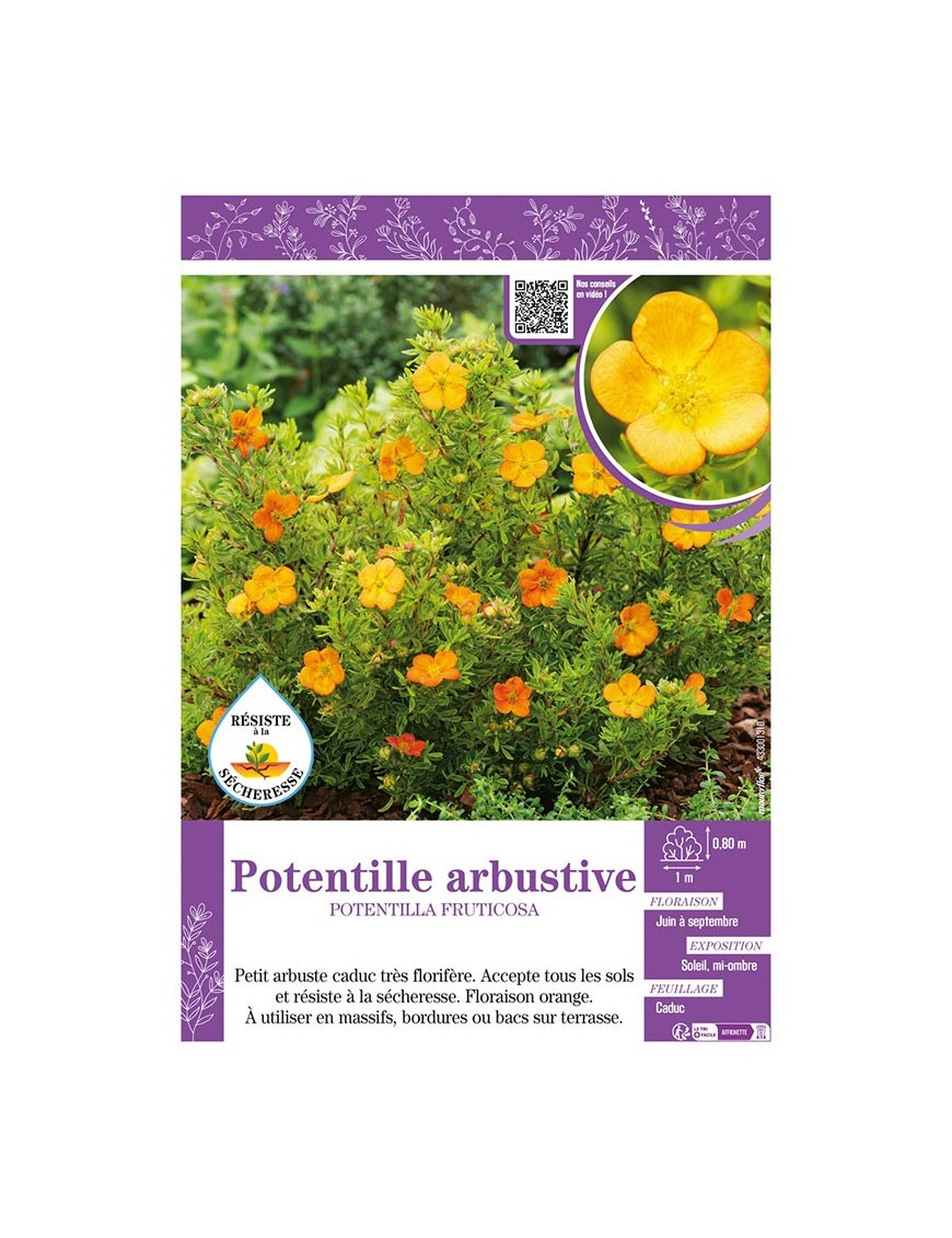 POTENTILLA FRUTICOSA voir POTENTILLE ARBUSTIVE (orange)