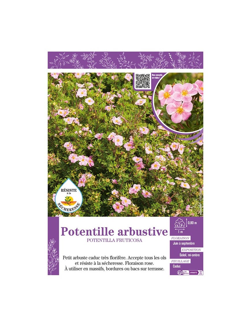 POTENTILLA FRUTICOSA voir POTENTILLE ARBUSTIVE (rose)