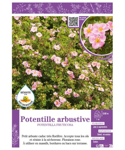 POTENTILLA FRUTICOSA voir POTENTILLE ARBUSTIVE (rose)