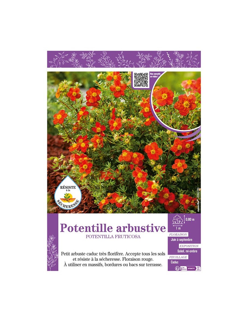 POTENTILLA FRUTICOSA voir POTENTILLE ARBUSTIVE (rouge)