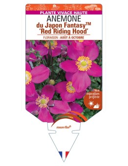 ANEMONE hupehensis FantasyTM Red Riding Hood voir Anémone du Japon