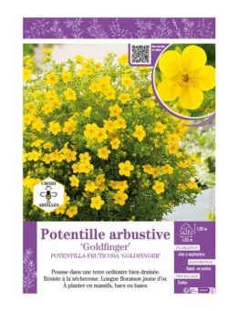 POTENTILLA FRUTICOSA GOLDFINGER voir POTENTILLE ARBUSTIVE