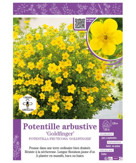 POTENTILLA FRUTICOSA GOLDFINGER voir POTENTILLE ARBUSTIVE
