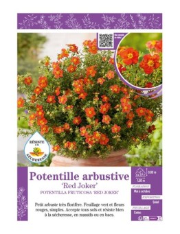 POTENTILLA FRUTICOSA RED JOKER voir POTENTILLE ARBUSTIVE