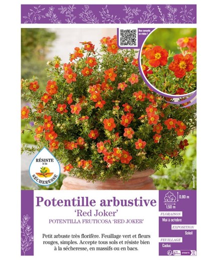 POTENTILLA FRUTICOSA RED JOKER voir POTENTILLE ARBUSTIVE