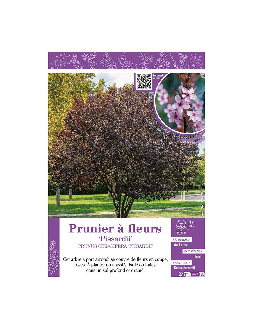 PRUNUS CERASIFERA PISSARDII voir PRUNIER À FLEURS