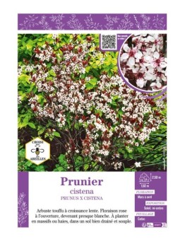 PRUNUS X CISTENA voir PRUNIER (des sables)