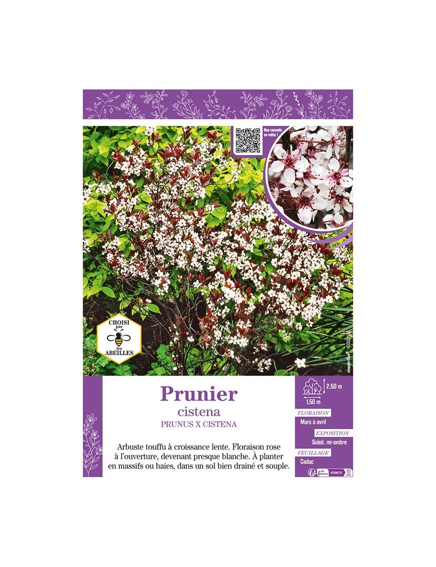 PRUNUS X CISTENA voir PRUNIER (des sables)