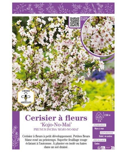 PRUNUS INCISA KOJO-NO-MAI voir CERISIER À FLEURS