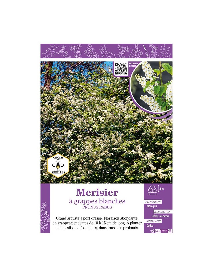 PRUNUS PADUS voir Merisier à grappes blanches