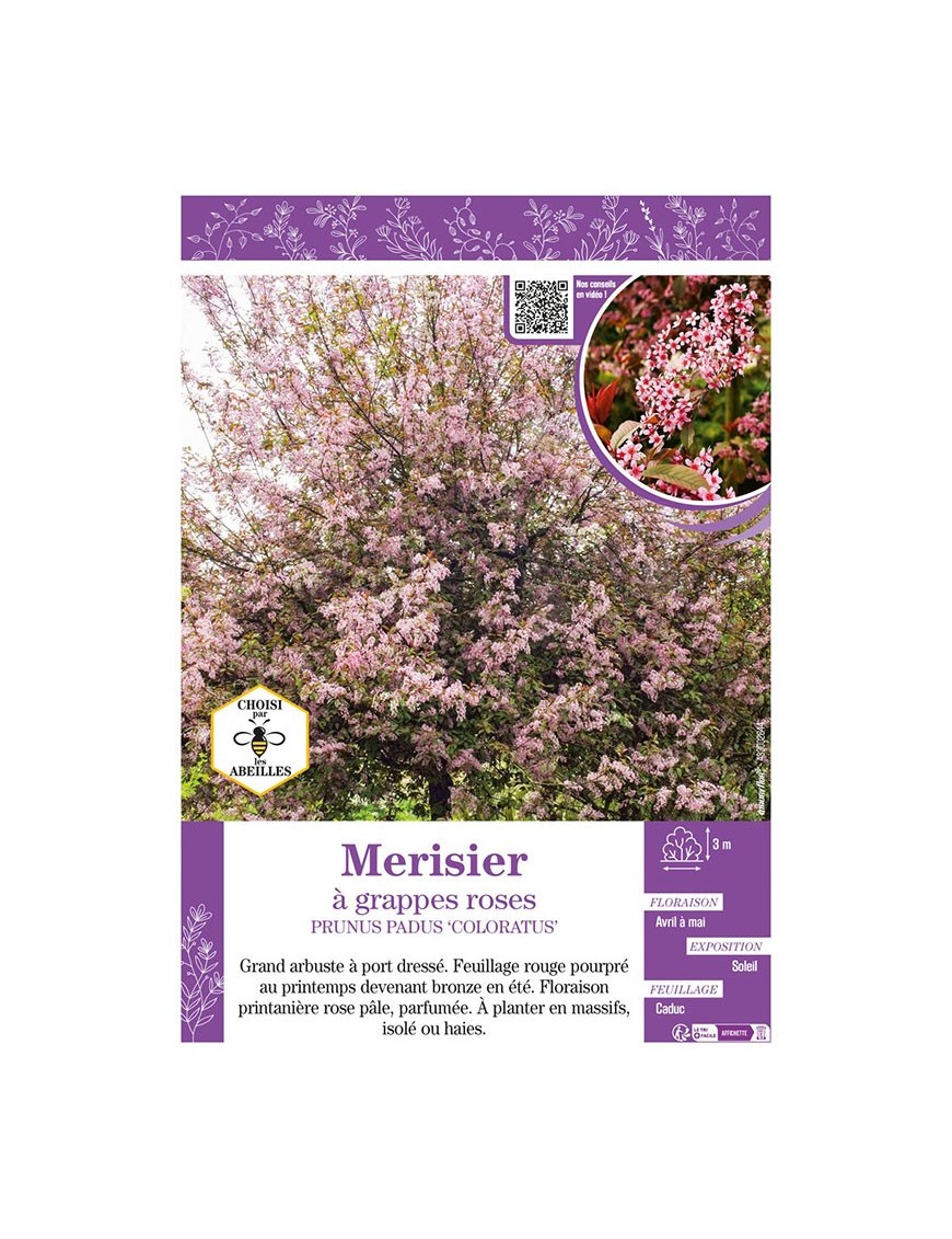 PRUNUS PADUS COLORATUS voir Merisier à grappes roses