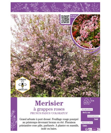 PRUNUS PADUS COLORATUS voir Merisier à grappes roses