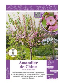 PRUNUS TRILOBA voir AMANDIER DE CHINE