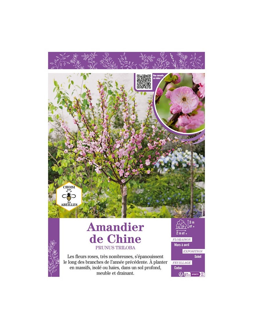 PRUNUS TRILOBA voir AMANDIER DE CHINE